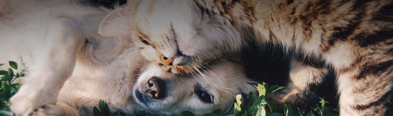 Corinium Pet Insurance